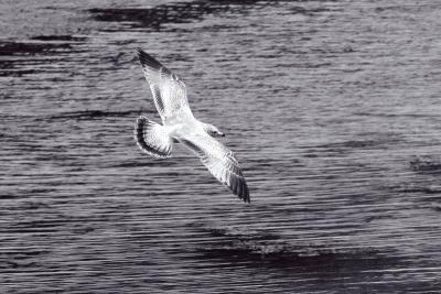 Seagull Swooping - B/W