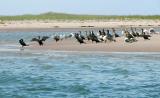 Nauset Birds