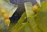 Pickles 1