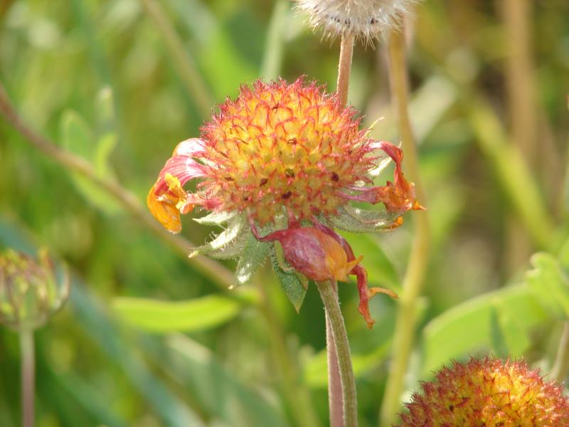 Flower Picture