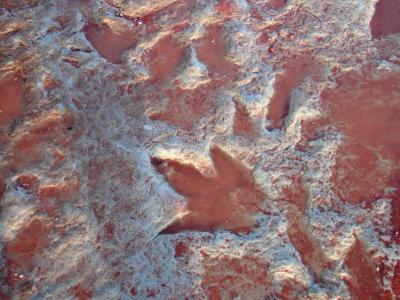 070 - Dinosaur Tracks 008.jpg