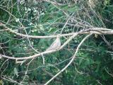 LC0813b- 029 Dove.jpg