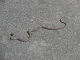 LC0813b- 031 Snake.jpg