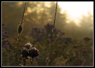 Morning freeze