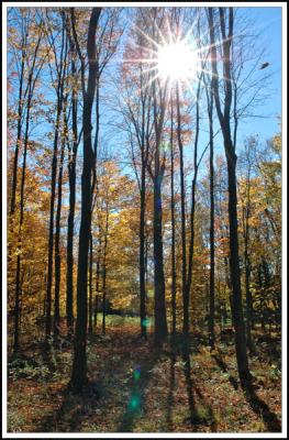 The falling leaf