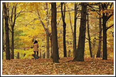 A walk on the Mont-Royal