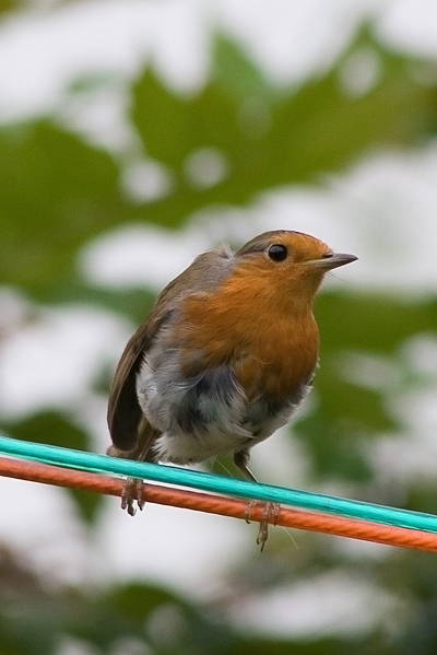 robin