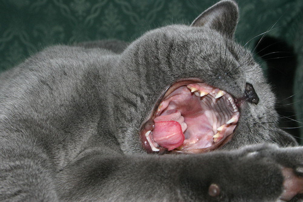 the yawn