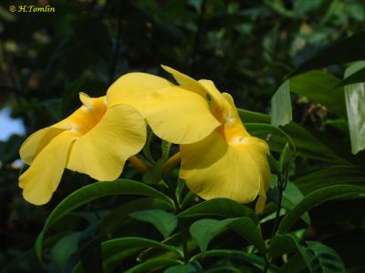 yellow flower