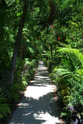 casuarina path