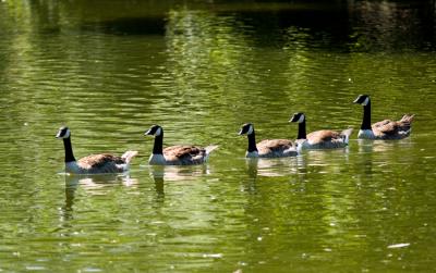 all together now, follow me!