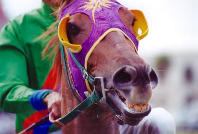 horse.jpg
