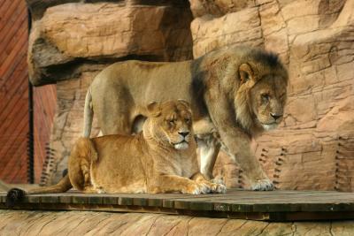 lion and lioness.jpg