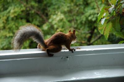 DSC_0895.jpg