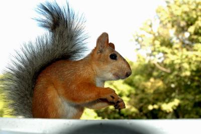 DSC_0958.jpg