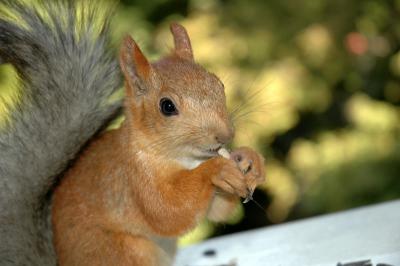 DSC_0962.jpg