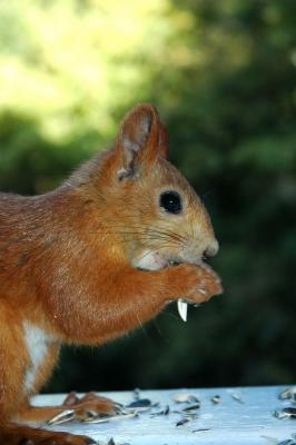 DSC_1131.jpg
