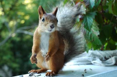 DSC_1145.jpg