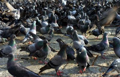 Thousand pigeon.jpg