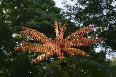 Sparkling gold leaves