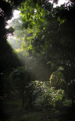 Ray of light upon trees