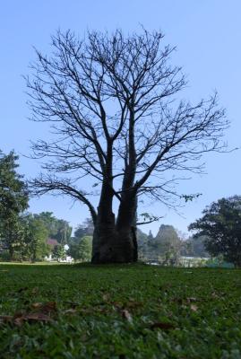 Dying tree low angle