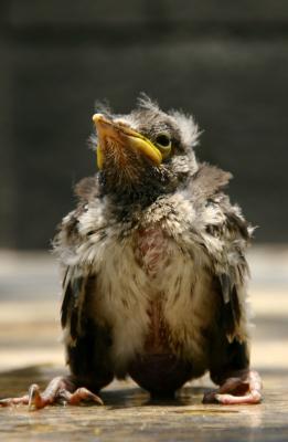 Baby bird dignity - Victoria park.jpg