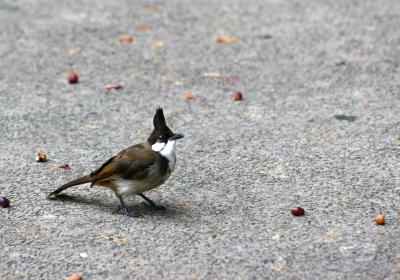 Give me the nuts - Kowloon park.jpg