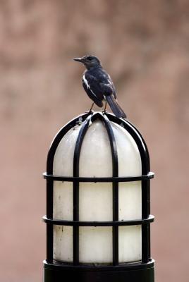 Lamp post bird - Kowloon park.jpg