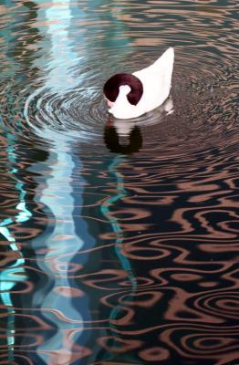 Swan and Reflection (Kowloon park).jpg