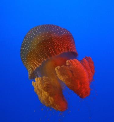 Mushroom Jellyfish