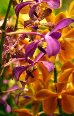 Bouquette of Orchid