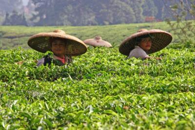 Tea Plantation Sep 2005