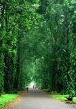 Entering the green tunnel
