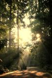 Going to work in the forest