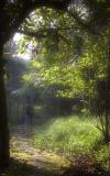 Going into the forest