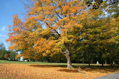 Golden Maple