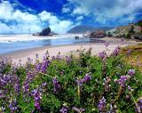 Lupine Beach