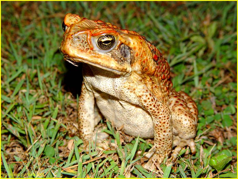 crapaud du queensland - Cane Toad  Bufo marinus
