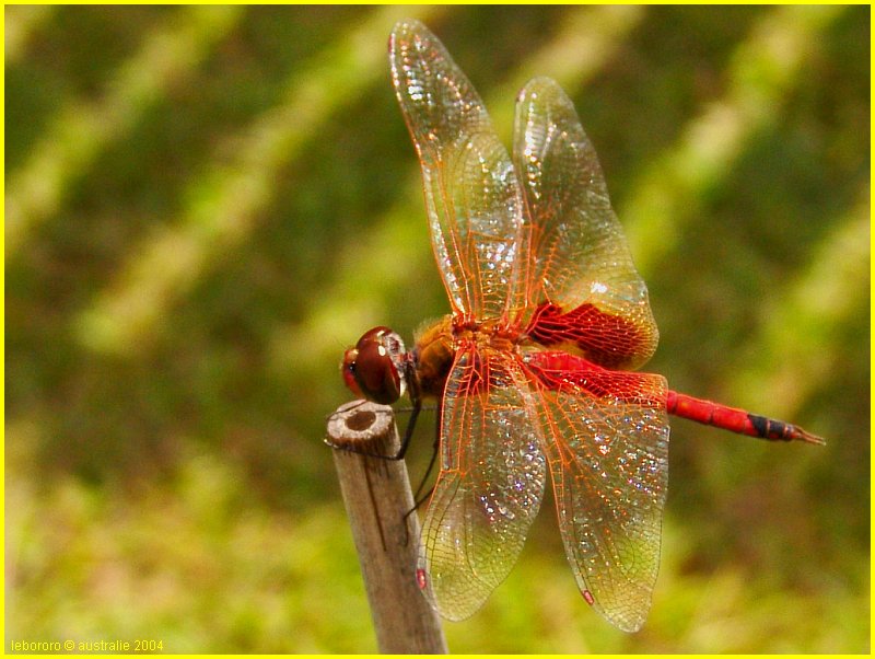 libellule