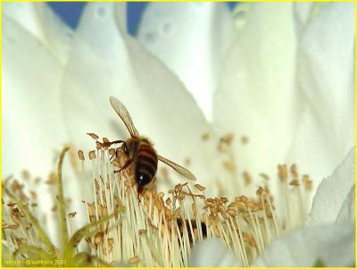 abeille au travail - working bee