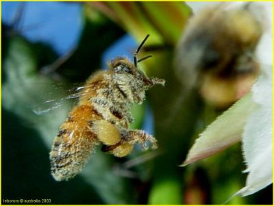 abeille-643