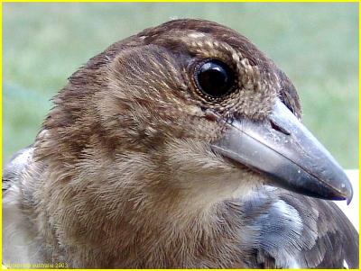 butcherbird