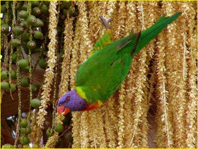 loriquet arc-en-ciel