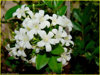 bois jasmin - orange jasmine