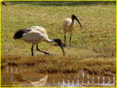 ibis sacr - sacred ibis or white ibis
