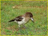 cassican juvnile - butcherbird