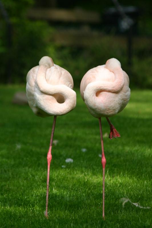 Flamingo