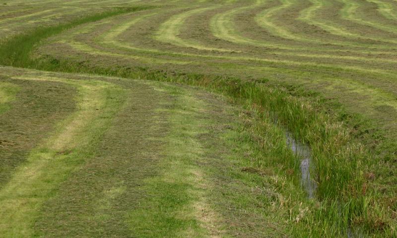 Freshly cut grass