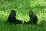 Gorillas in the sun